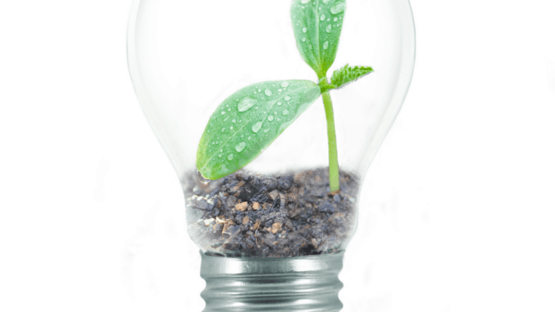 5 Safe and Eco-Friendly Options to Choose Today