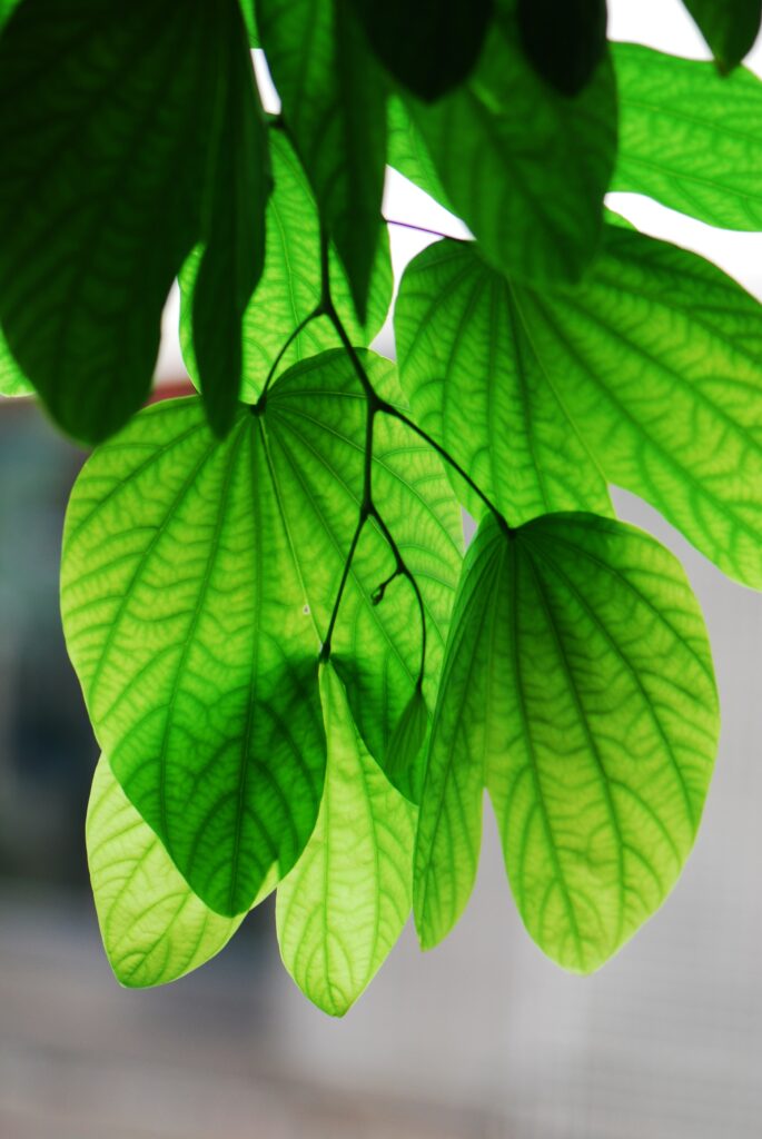 living a green life